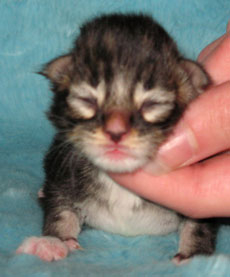      Catsvill County